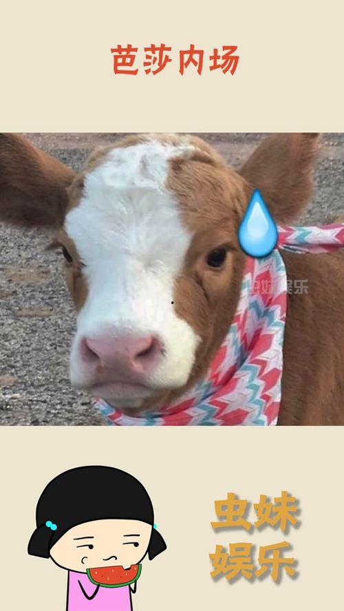 娱乐吃瓜酱缉毒犬