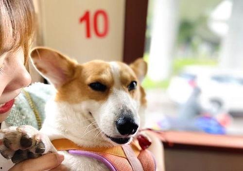 娱乐吃瓜酱缉毒犬