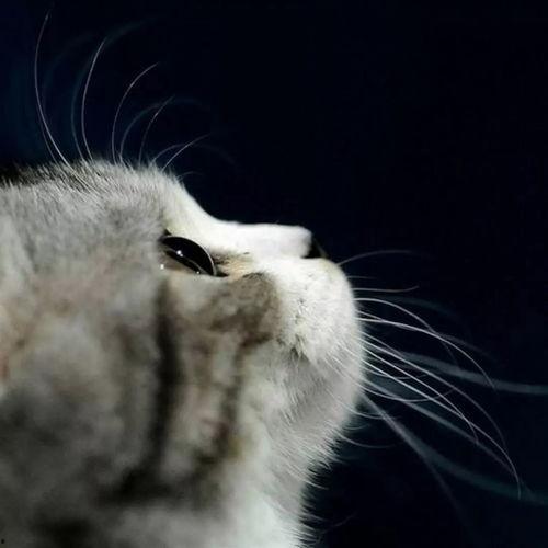 娱乐吃瓜酱和猫,揭秘娱乐圈的萌宠日常