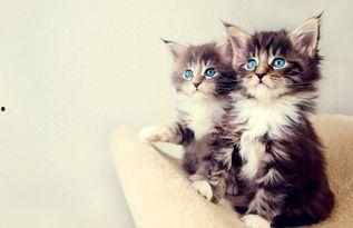 娱乐吃瓜酱和猫,揭秘娱乐圈的萌宠日常