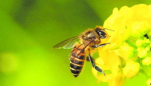 蜜蜂吃瓜娱乐