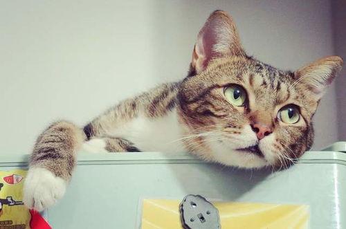 娱乐吃瓜酱猫条,揭秘娱乐圈那些不为人知的幕后故事